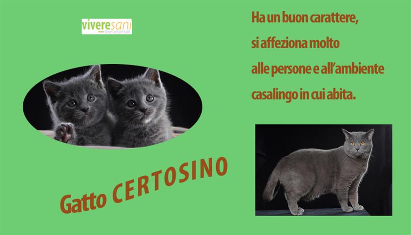 Il Certosino, un bel gatto...tutto da coccolare! Il Certosino, un bel gatto...tutto da coccolare!